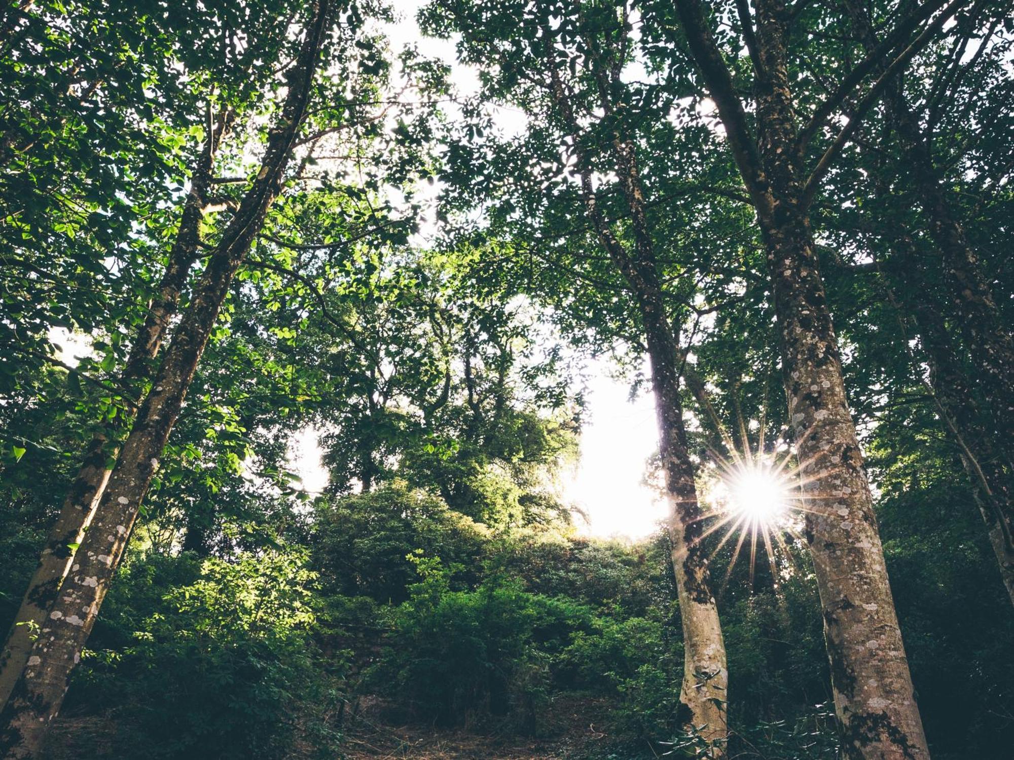 The Forest At Mount Congreve Gardens Kilmeaden Buitenkant foto