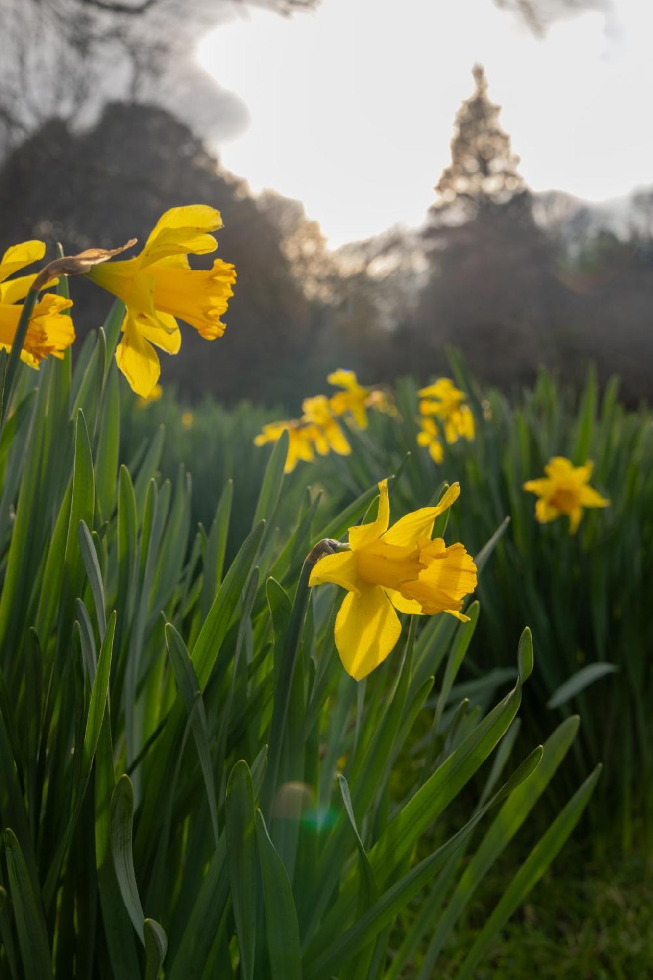The Forest At Mount Congreve Gardens Kilmeaden Buitenkant foto